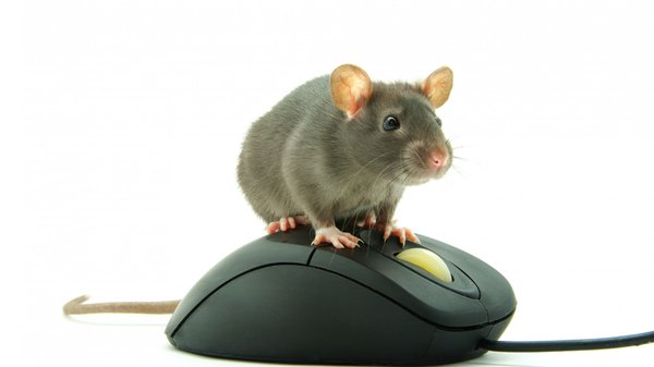 Tout apprendre du rat grâce aux informations disponibles sur internet